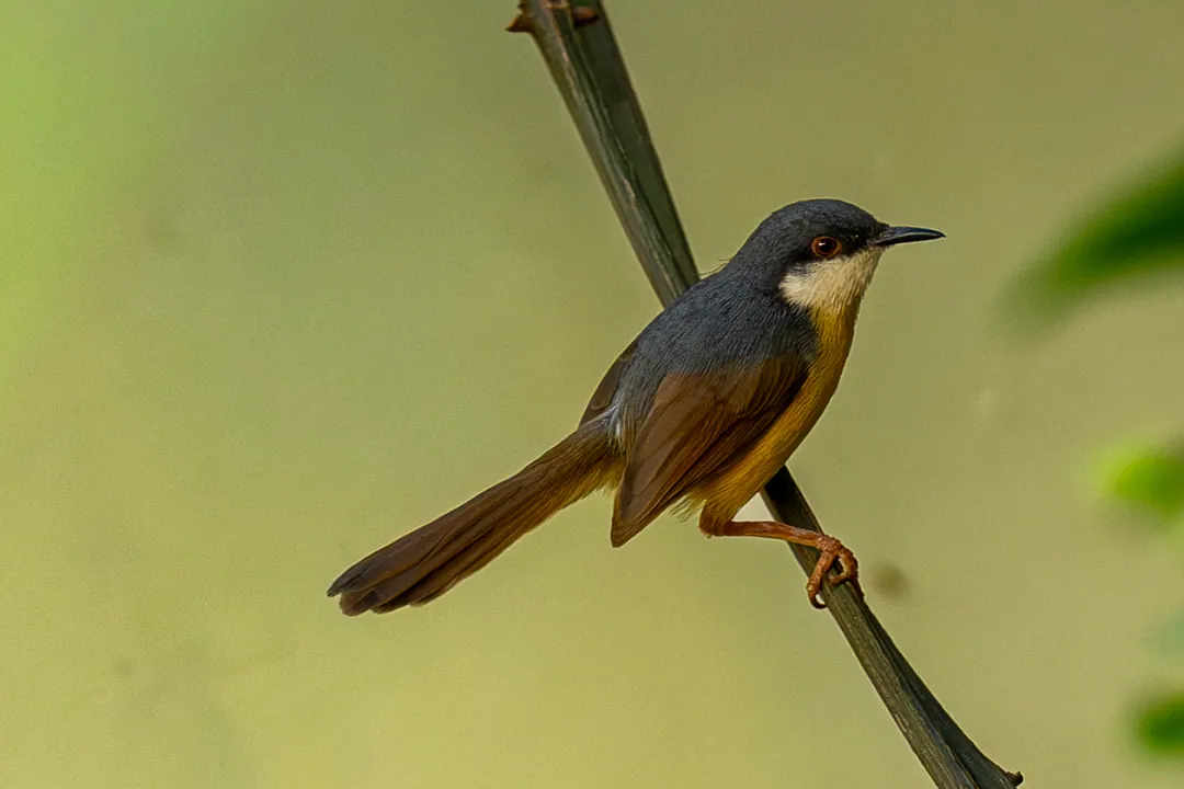 An ashy prinia clinging to a stem