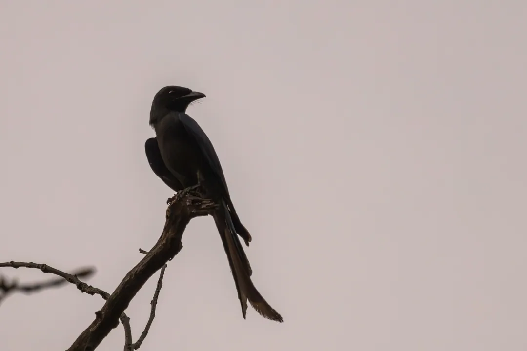 A black drongo silhouetted on a branch