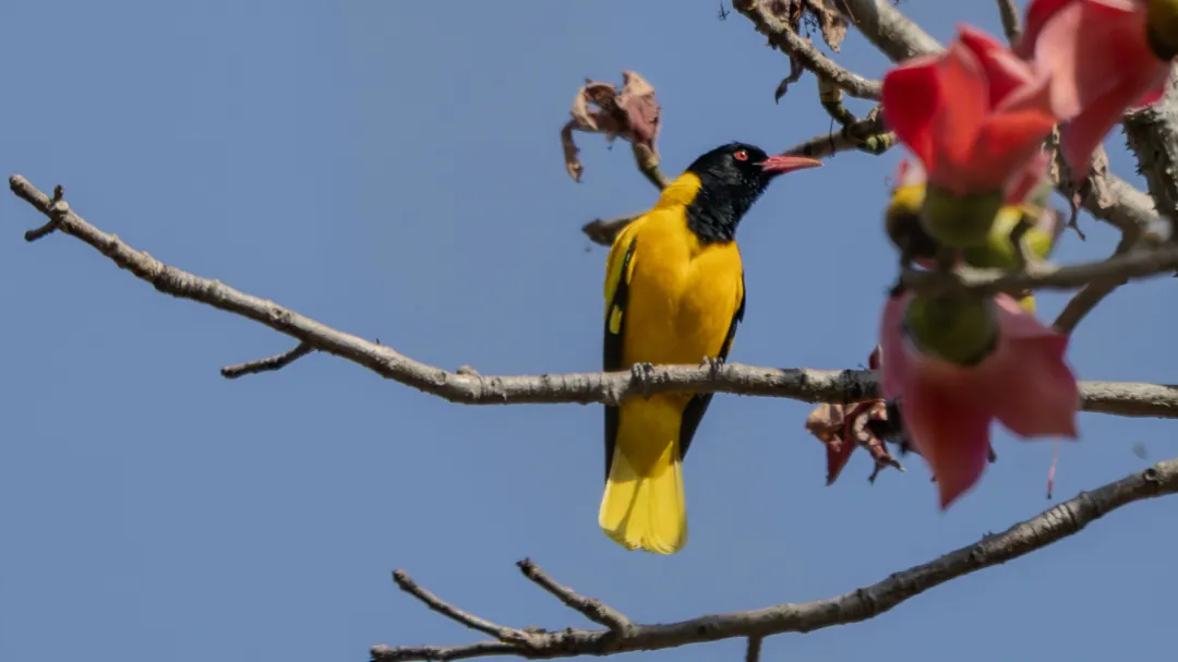 A black-hooded oriole among red blossoms against a blue sky