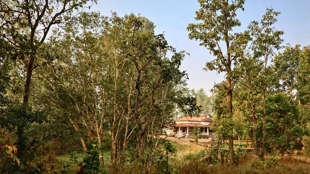 The Bungalow in its clearing, framed by tall trees