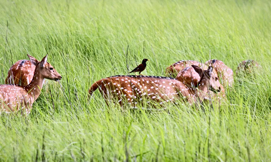 Chital in long green grass, a myna riding on one's back