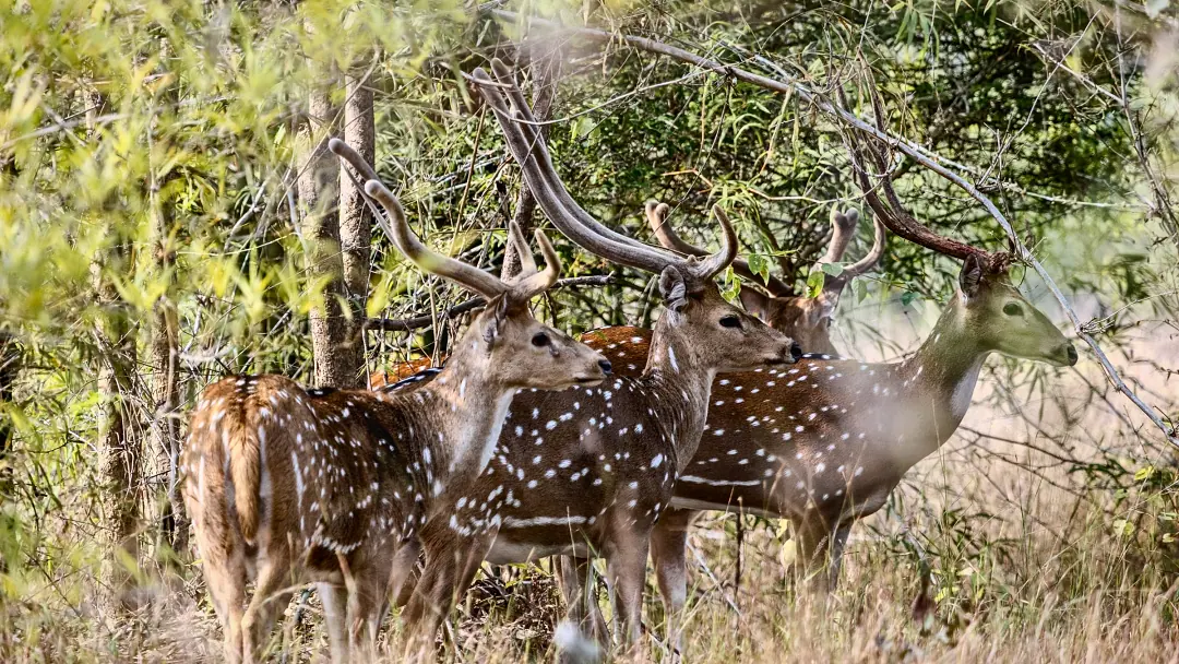 Chital stags with velvet antlers on the trail