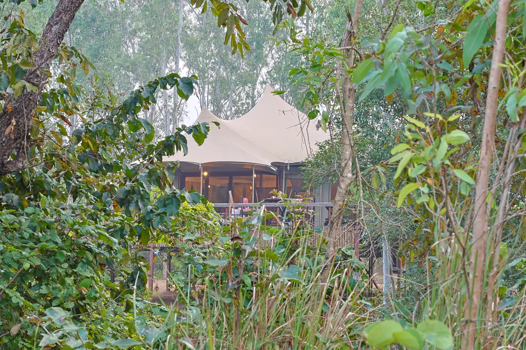 The Chief's Tent glimpsed through jungle foliage