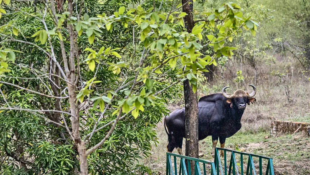 A gaur grazing beside the camp's railing
