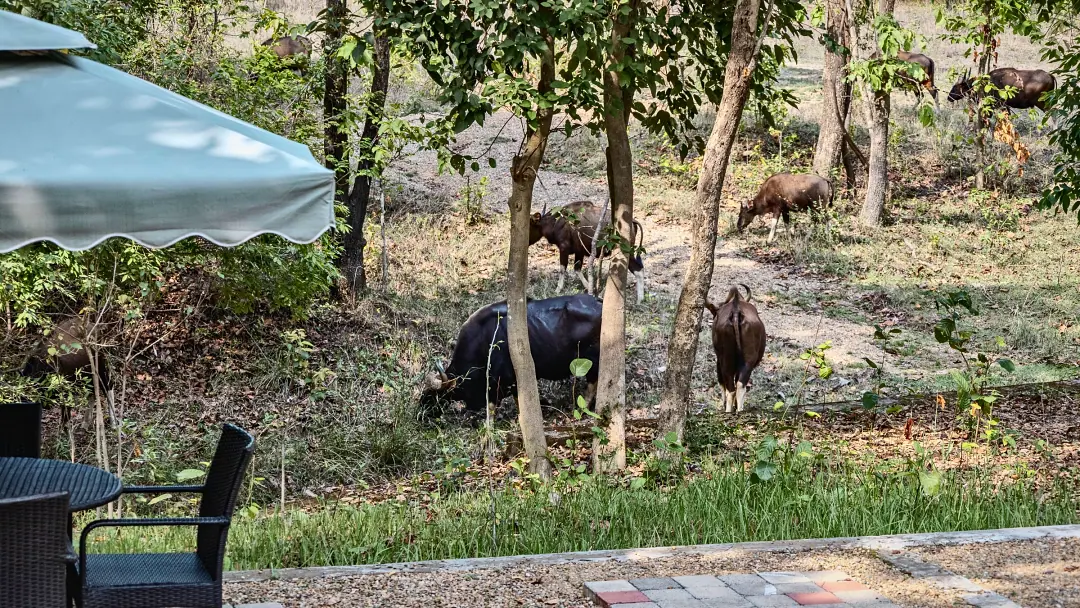 Gaur grazing near the dining area