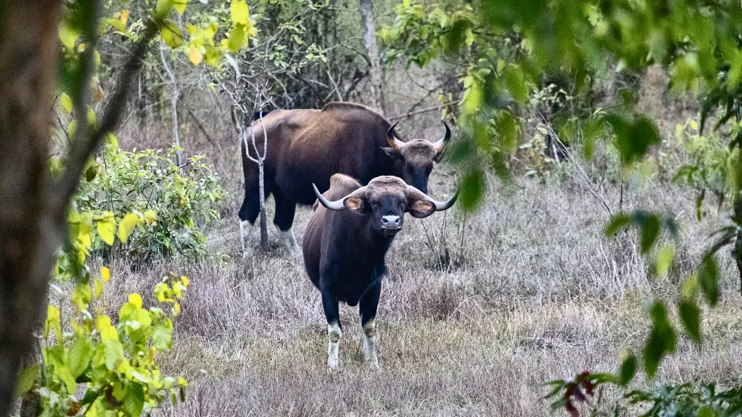 Two gaur standing in dry grass
