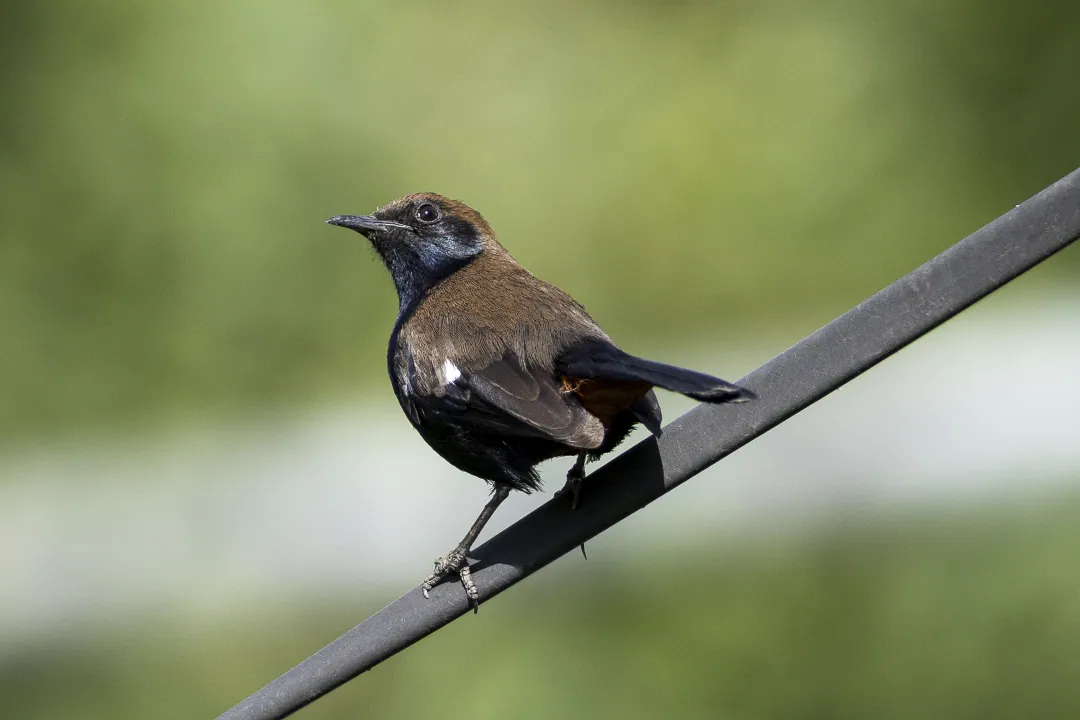An Indian robin perched on a wire, its white wing patch showing