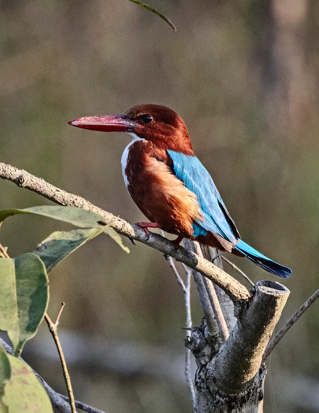 A white-throated kingfisher perched on a branch