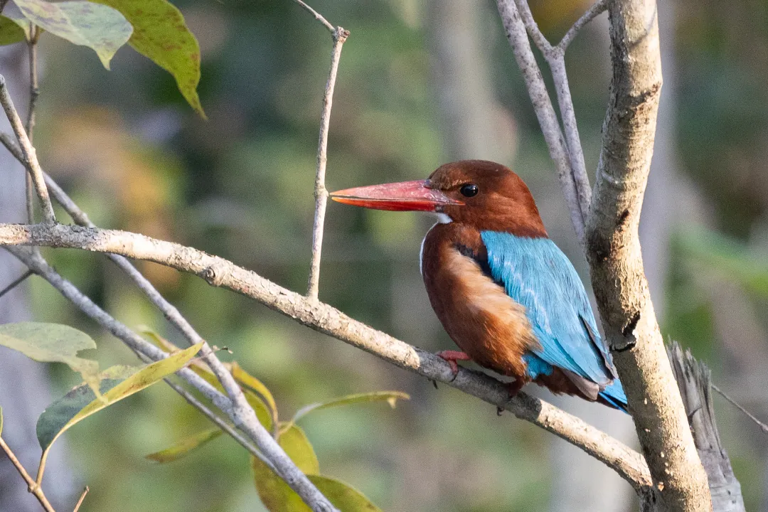 A white-throated kingfisher on a branch, its blue wings bright against the forest