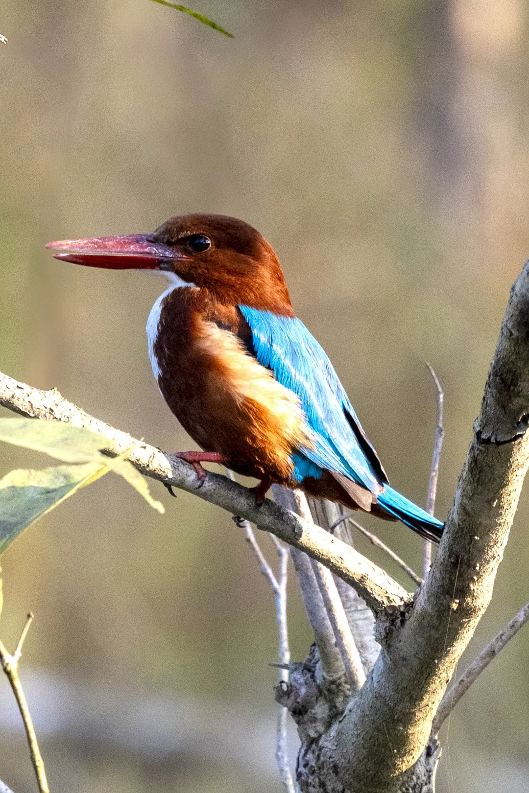 A white-throated kingfisher perched on a slender branch