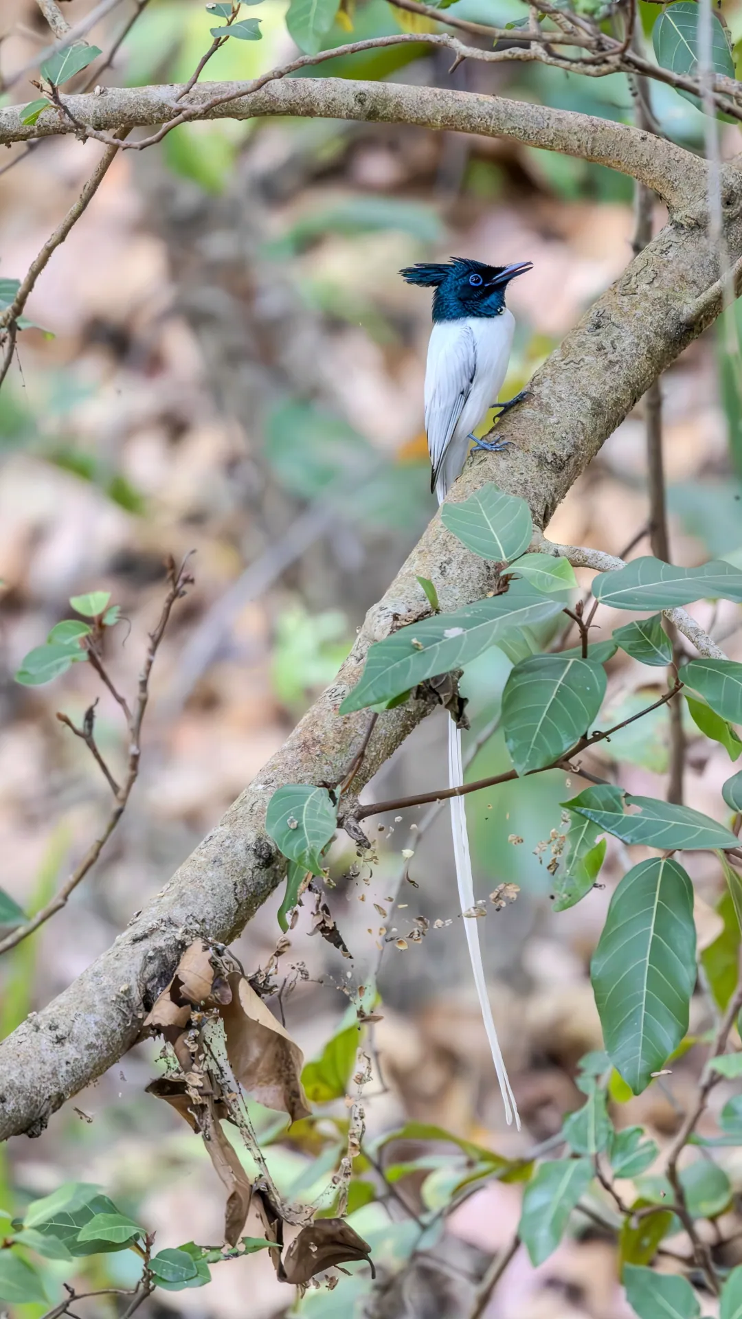An Indian paradise flycatcher in white plumage, its long tail ribbons trailing below the branch
