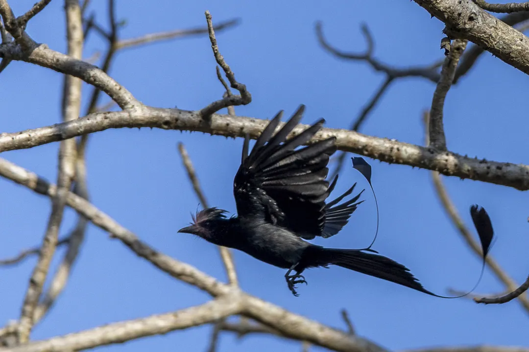 A greater racket-tailed drongo among bare branches, its racket tail feathers spread
