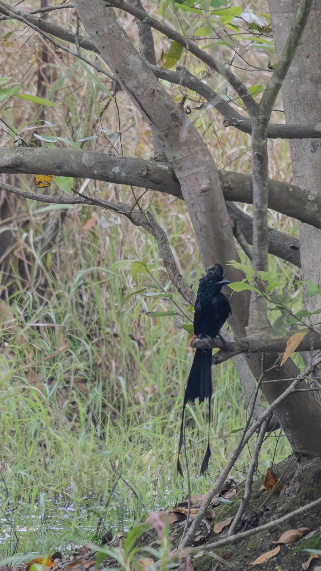 A greater racket-tailed drongo perched in the forest understorey