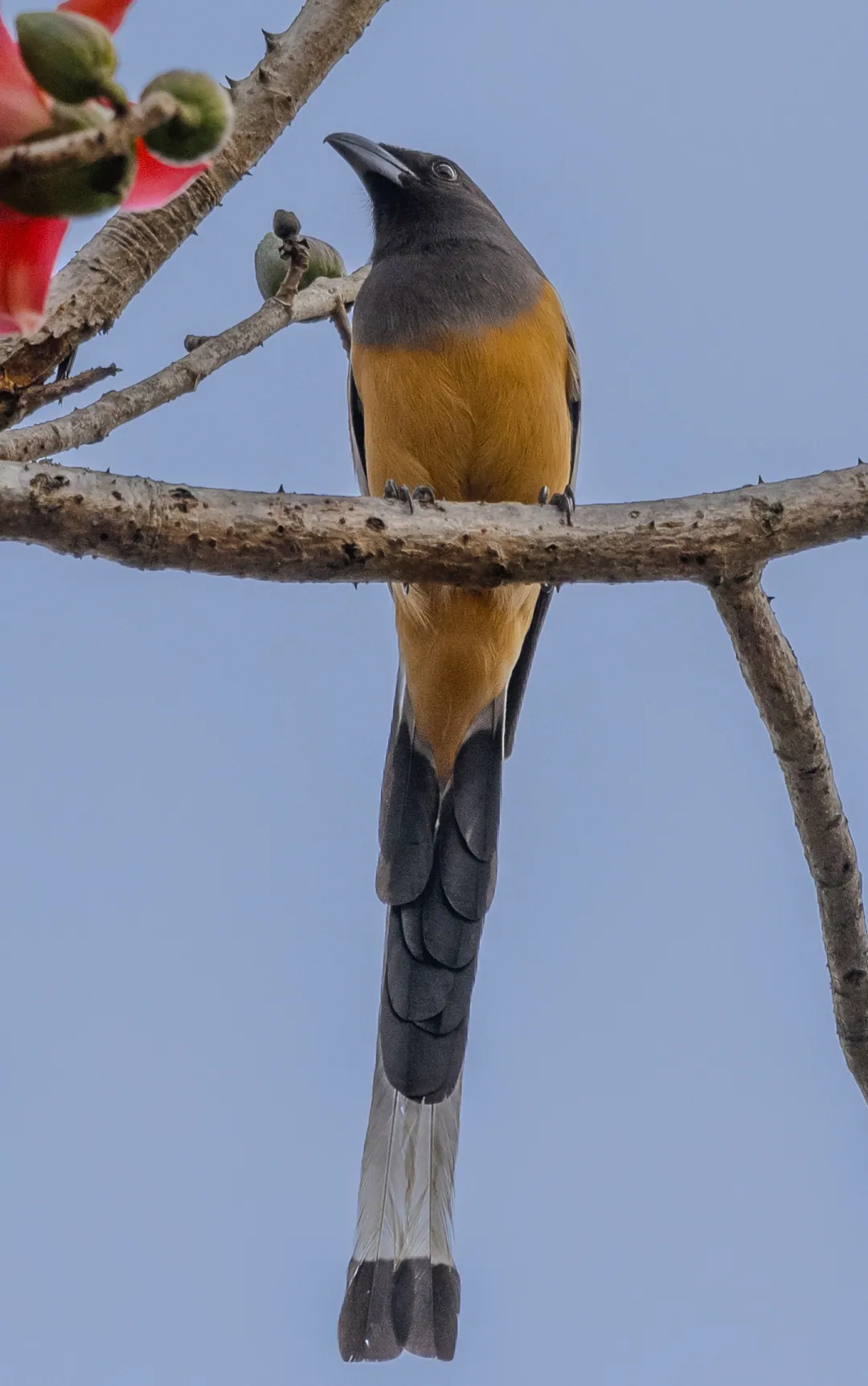 A rufous treepie perched on a branch against a pale sky
