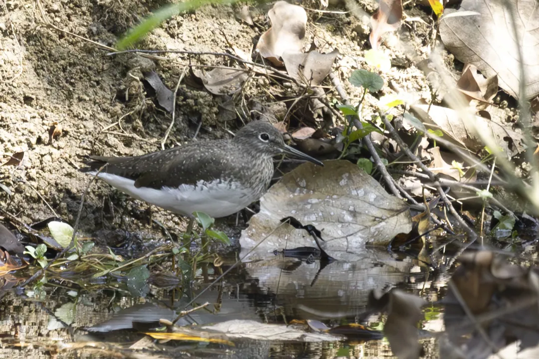 A sandpiper at the water's edge among fallen leaves