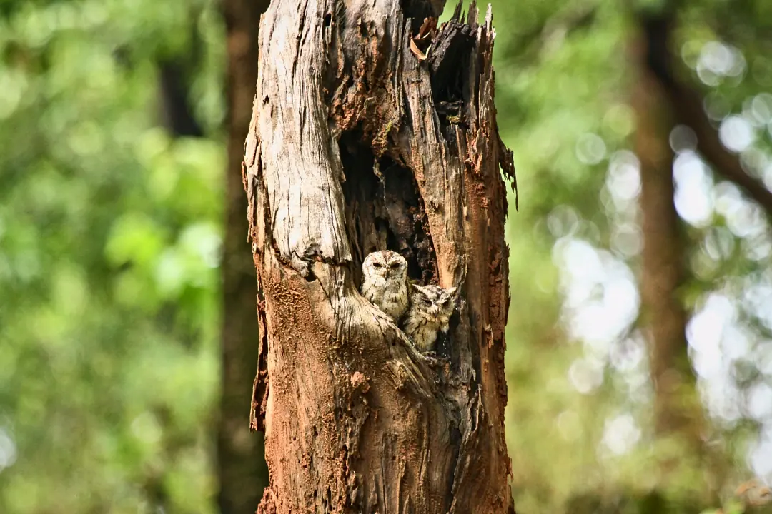 Spotted owlets peering from a hollow in a tree trunk