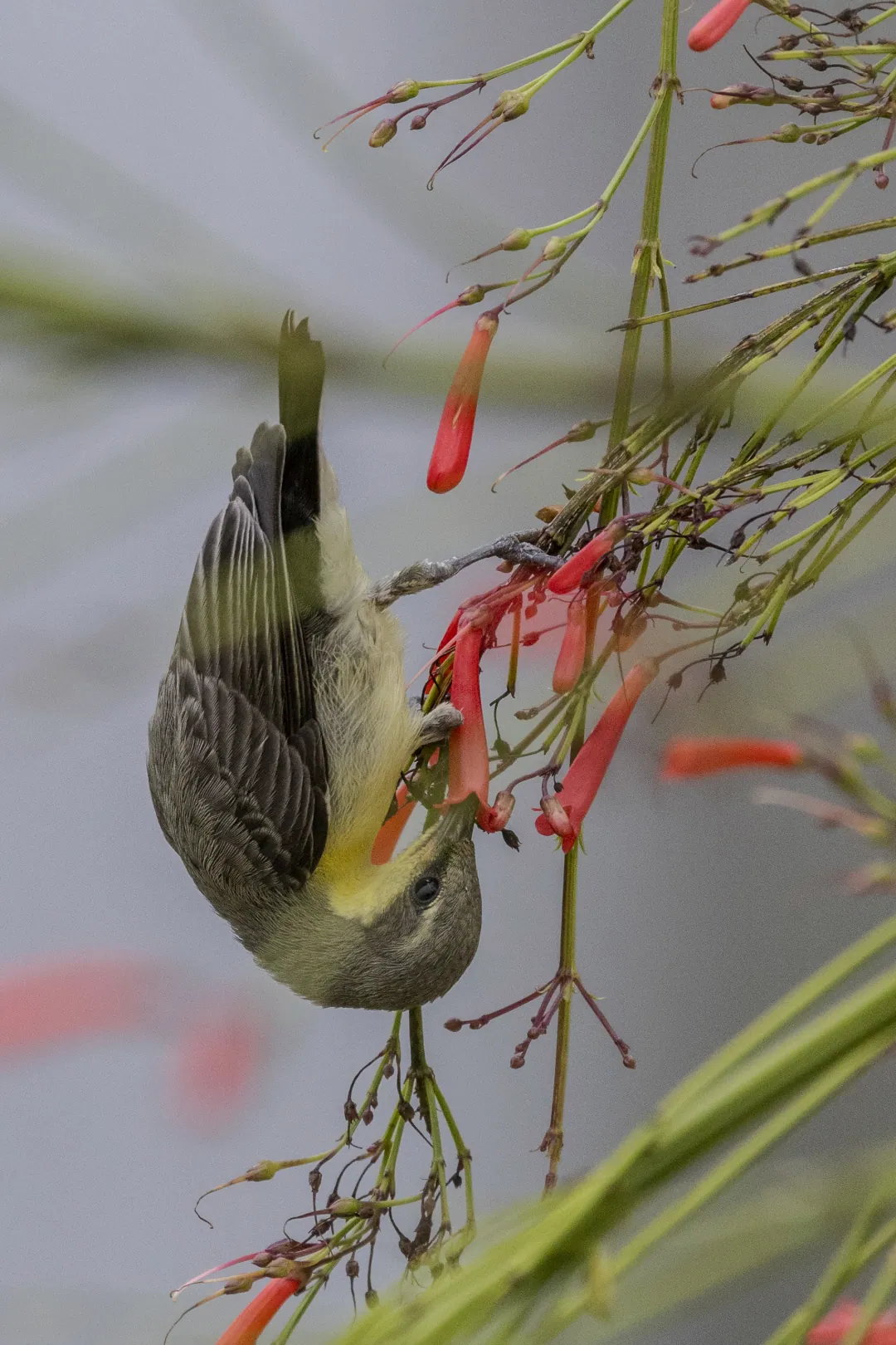 A female purple sunbird hanging upside down to feed from red flowers