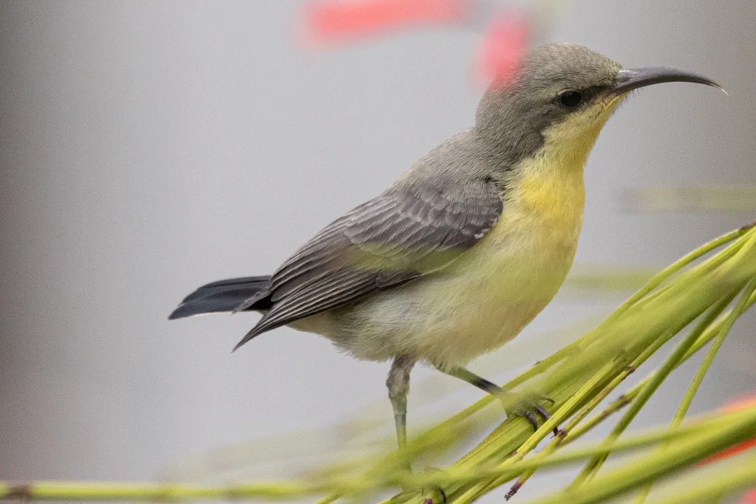 A female purple sunbird on a slender stem