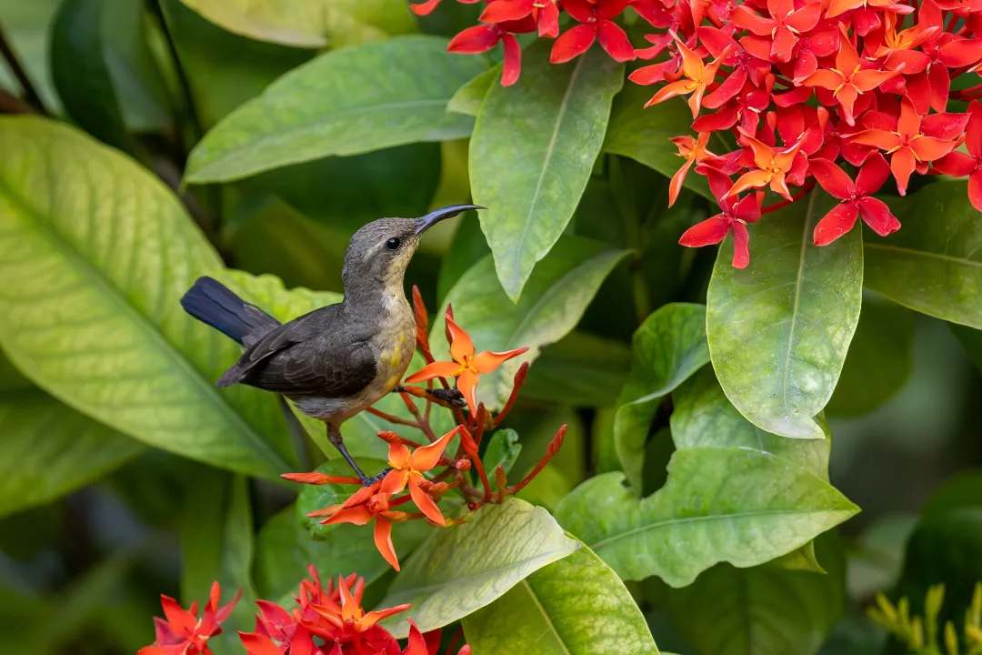 A female purple sunbird feeding at ixora flowers