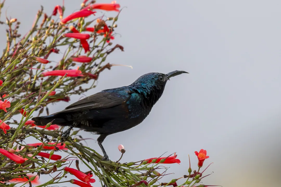 A male purple sunbird among red flowers