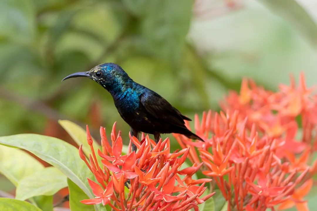 A male purple sunbird on a cluster of red ixora flowers