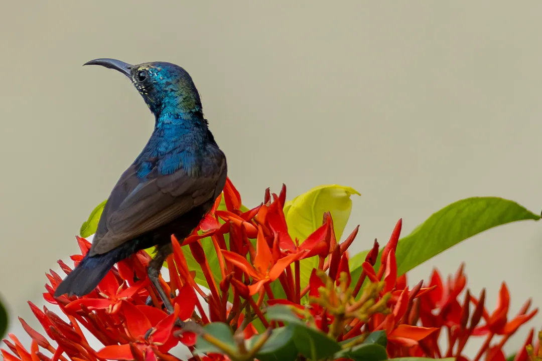 A male purple sunbird perched on red ixora blossoms