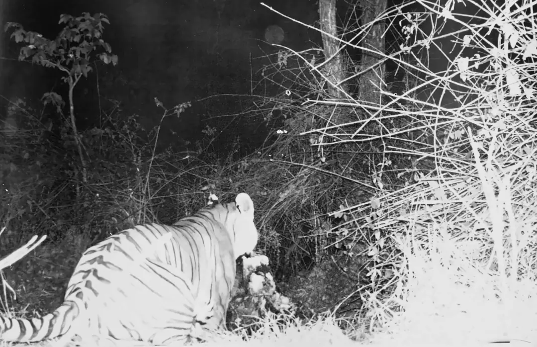 A tiger passing close to the trail camera