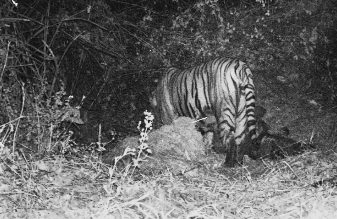 A tiger investigating the ground in front of the trail camera