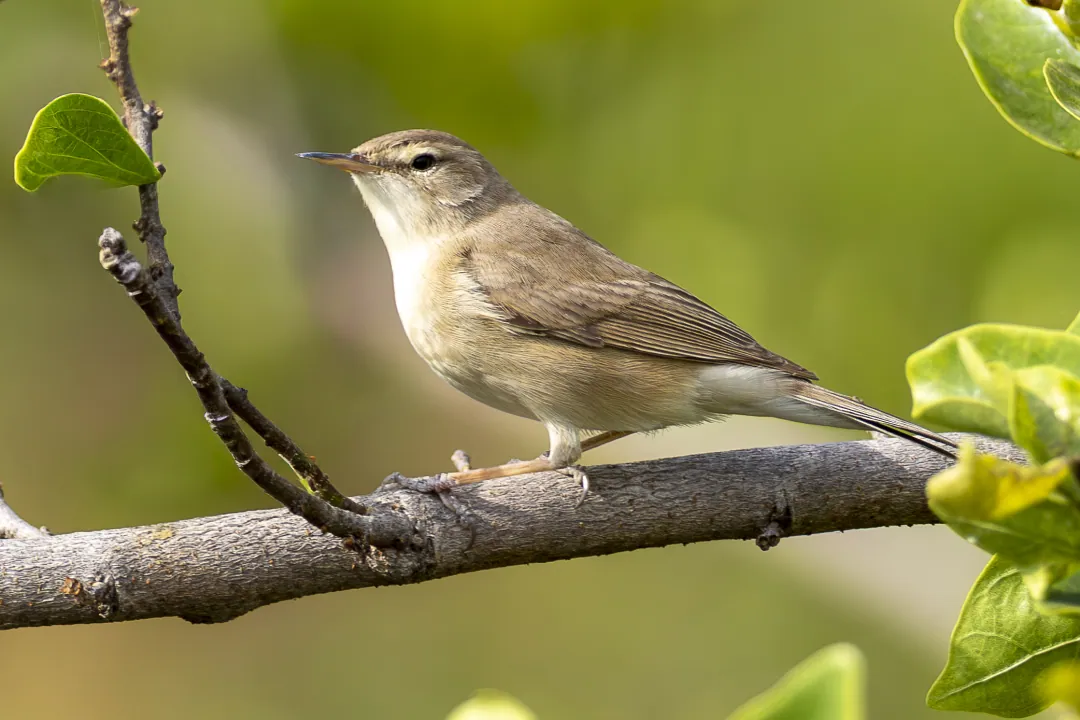 A small warbler on a branch among fresh leaves